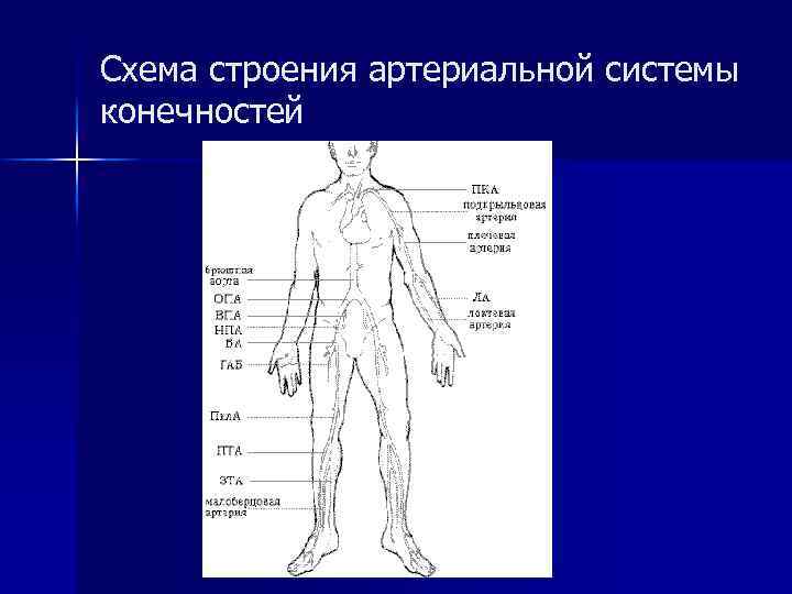 Схема строения артериальной системы конечностей 