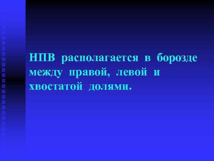 НПВ располагается в борозде между правой, левой и хвостатой долями. 