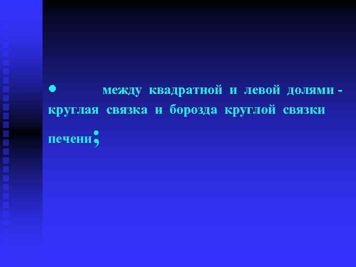 · между квадратной и левой долями - круглая связка и борозда круглой связки ;