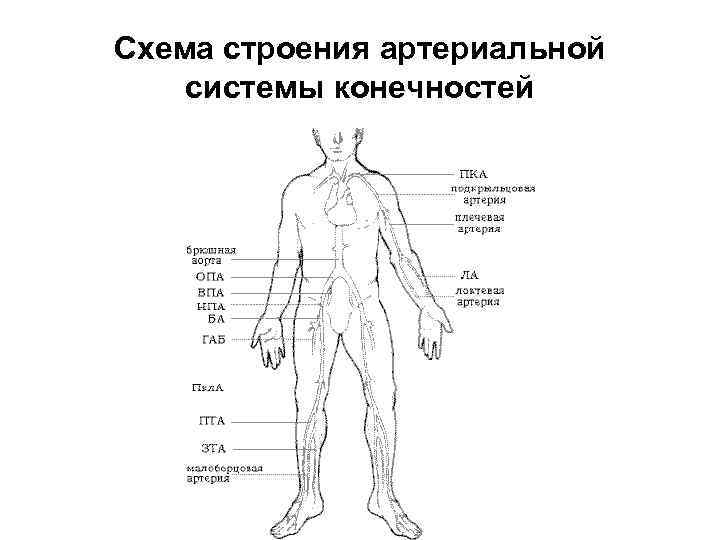 Схема строения артериальной системы конечностей 