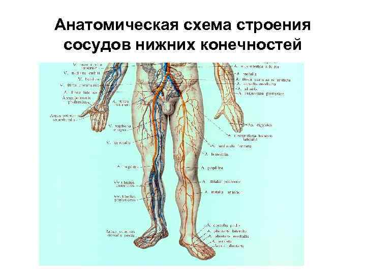 Анатомическая схема строения сосудов нижних конечностей 