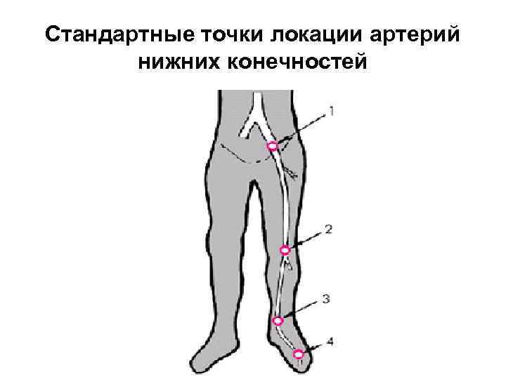 Стандартные точки локации артерий нижних конечностей 