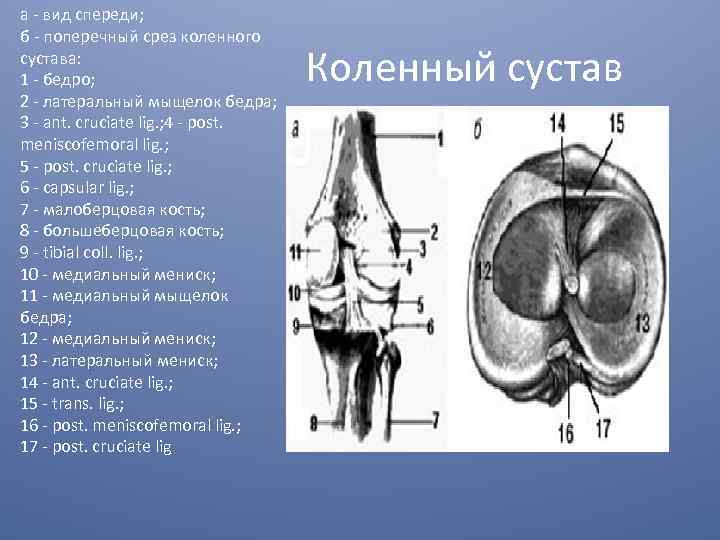 а - вид спереди; б - поперечный срез коленного сустава: 1 - бедро; 2