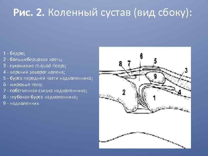 Завороты коленного сустава схема