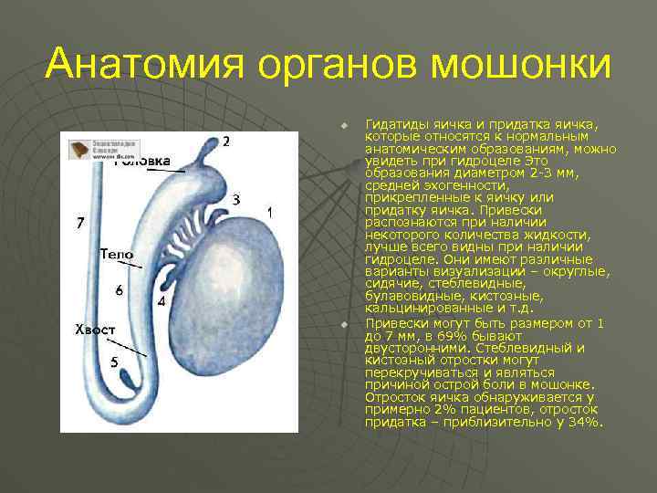 Перекрут яичка симптомы фото