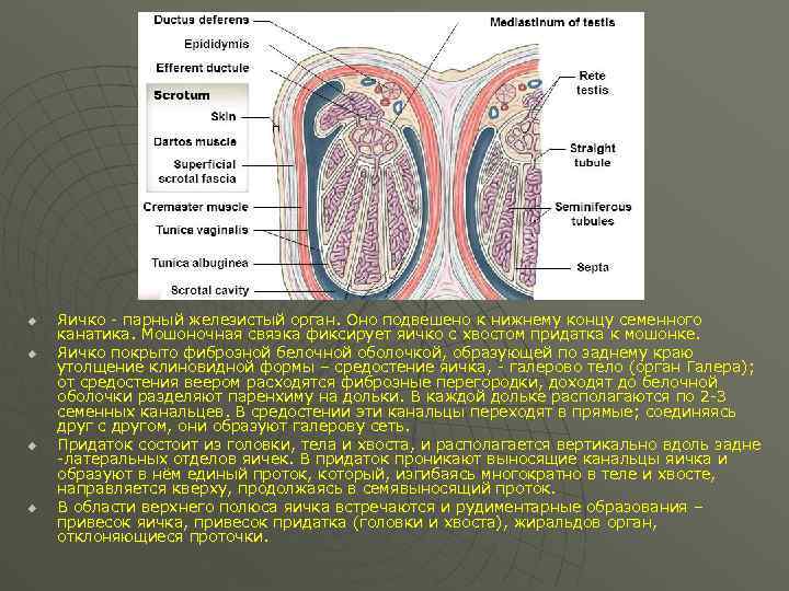 Анатомия органов мошонки u u Яичко - парный железистый орган. Оно подвешено к нижнему