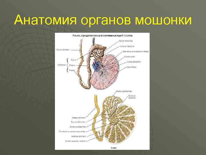 Анатомия органов мошонки 