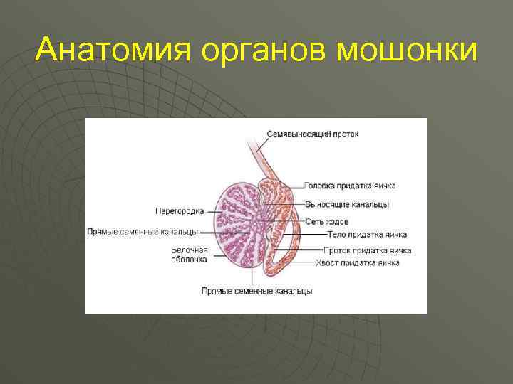 Анатомия органов мошонки 