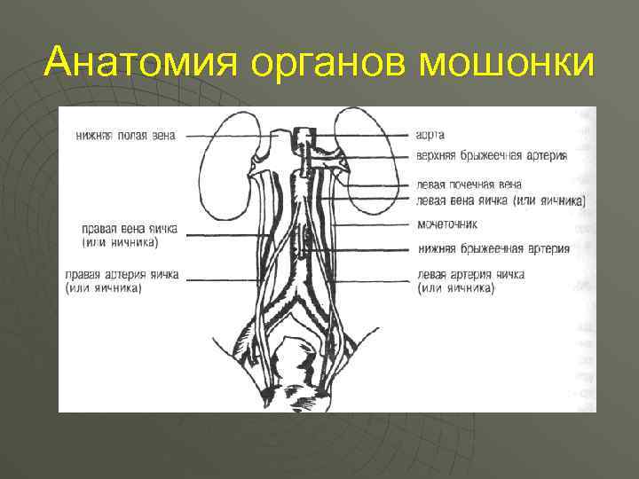 Машонка это что у человека. Анатомия органов мошонки. Артерии яичка анатомия.