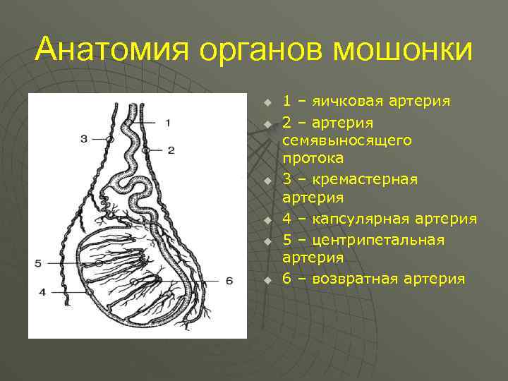 Анатомия органов мошонки u u u 1 – яичковая артерия 2 – артерия семявыносящего