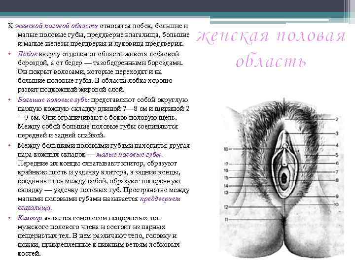 К женской половой области относятся лобок, большие и малые половые губы, преддверие влагалища, большие