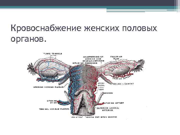 Строения человека внутренние органы женщины спереди фото и описание