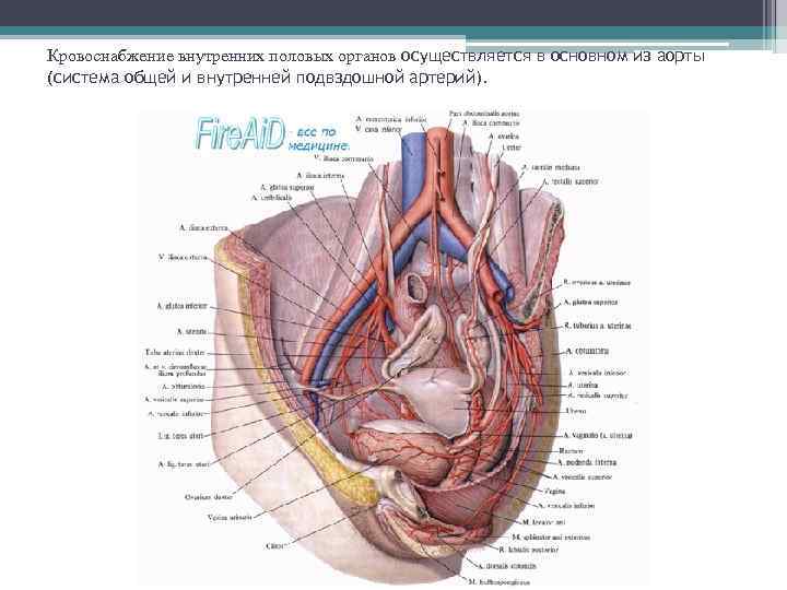 Кровоснабжение внутренних половых органов осуществляется в основном из аорты (система общей и внутренней подвздошной