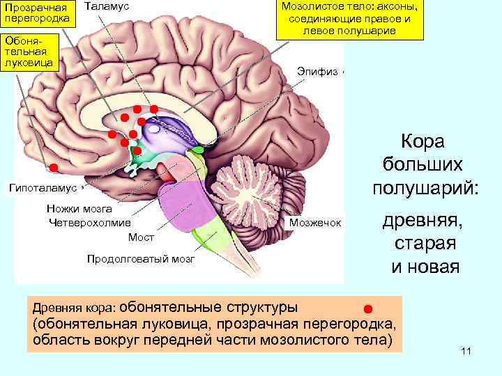 Аксон фото биология