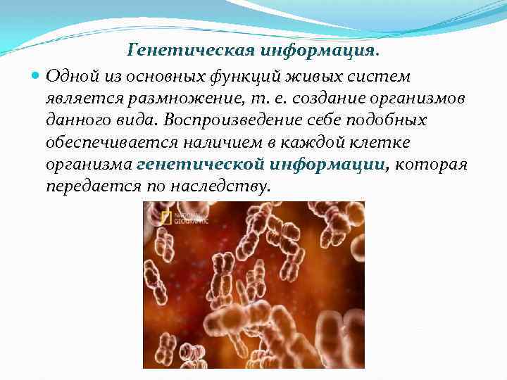 Генетическая информация. Одной из основных функций живых систем является размножение, т. е. создание организмов