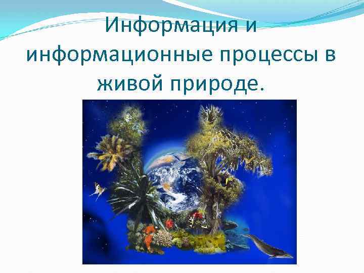 Информация и информационные процессы в живой природе. 