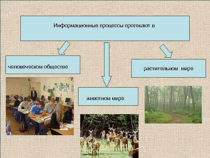 Информационные процессы протекают в человеческом обществе растительном мире животном мире 