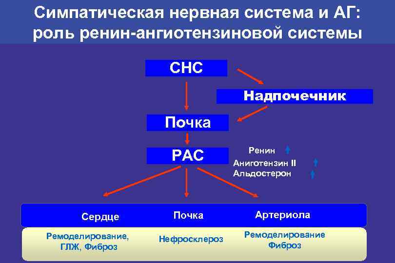 Симпатическая нервная система и АГ: роль ренин-ангиотензиновой системы СНС Надпочечник Почка РАС Сердце Ремоделирование,