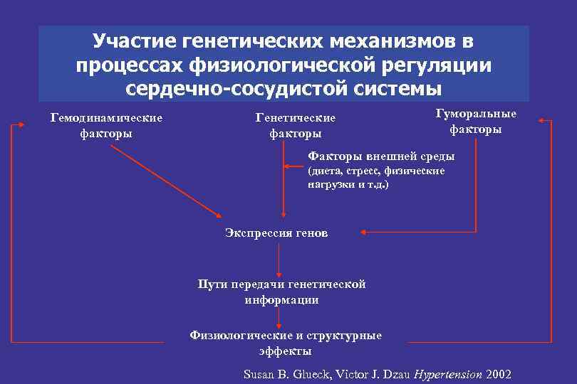 Участие генетических механизмов в процессах физиологической регуляции сердечно-сосудистой системы Гемодинамические факторы Генетические факторы Гуморальные