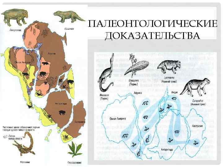 ПАЛЕОНТОЛОГИЧЕСКИЕ ДОКАЗАТЕЛЬСТВА 