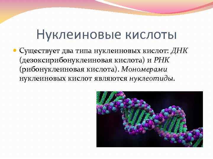 Нуклеиновые кислоты Существует два типа нуклеиновых кислот: ДНК (дезоксирибонуклеиновая кислота) и РНК (рибонуклеиновая кислота).
