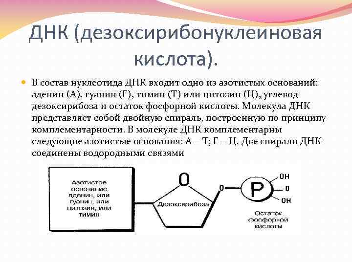 ДНК (дезоксирибонуклеиновая кислота). В состав нуклеотида ДНК входит одно из азотистых оснований: аденин (А),