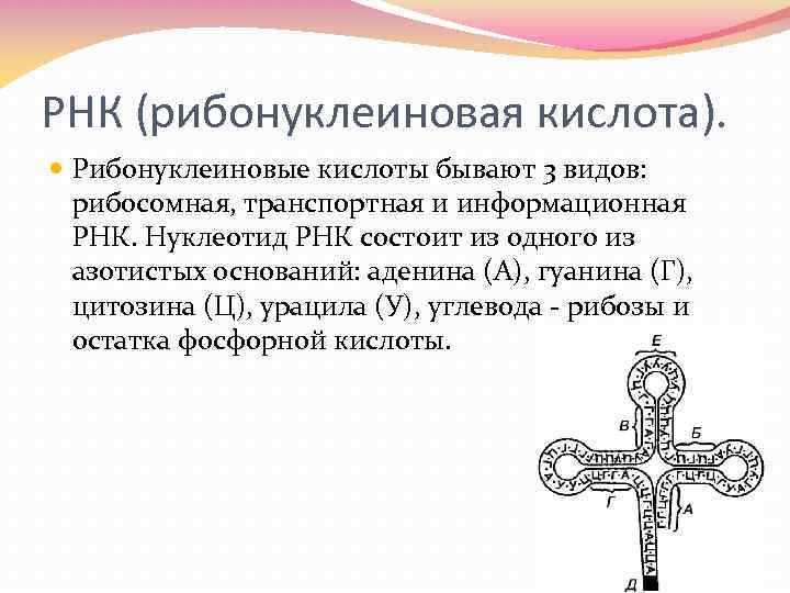 РНК (рибонуклеиновая кислота). Рибонуклеиновые кислоты бывают 3 видов: рибосомная, транспортная и информационная РНК. Нуклеотид