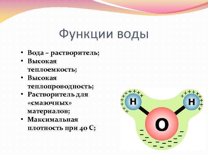 Функции воды • Вода – растворитель; • Высокая теплоемкость; • Высокая теплопроводность; • Растворитель