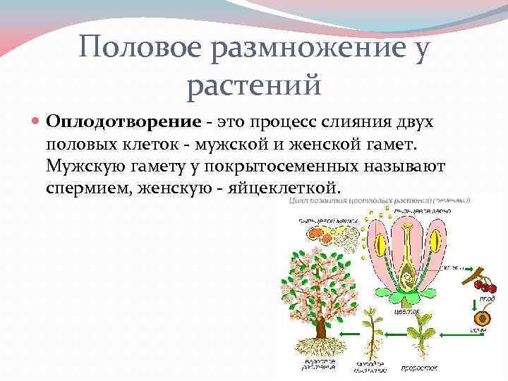 Размножение и оплодотворение у растений 6 класс презентация