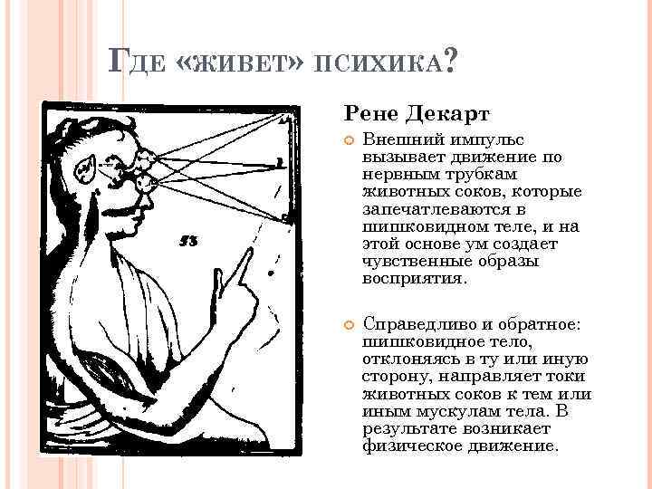ГДЕ «ЖИВЕТ» ПСИХИКА? Рене Декарт Внешний импульс вызывает движение по нервным трубкам животных соков,