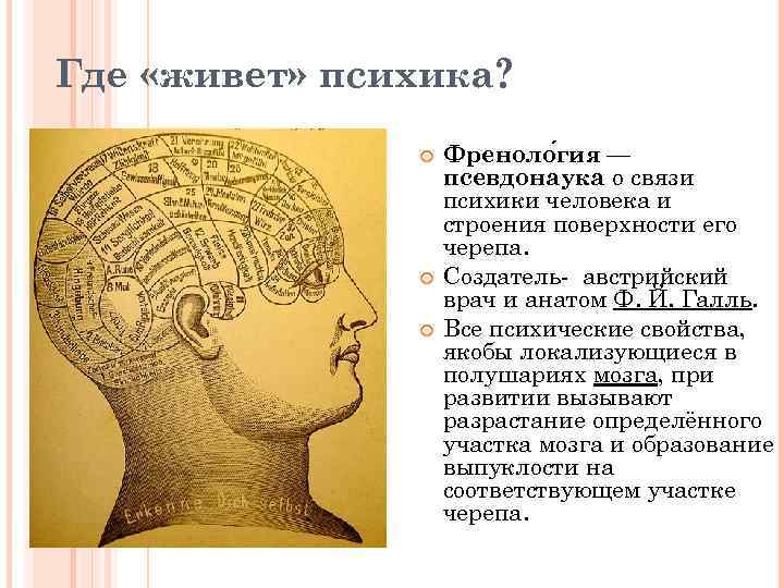 Где «живет» психика? Френоло гия — псевдонаука о связи психики человека и строения поверхности
