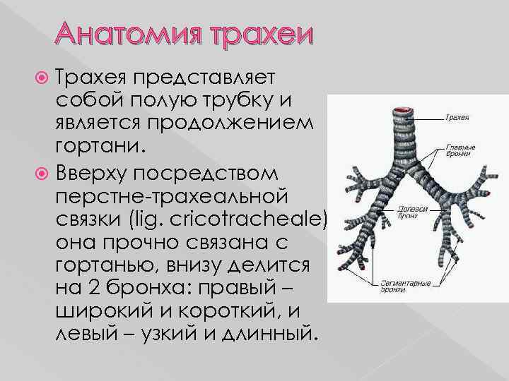 Анатомия трахеи Трахея представляет собой полую трубку и является продолжением гортани. Вверху посредством перстне-трахеальной