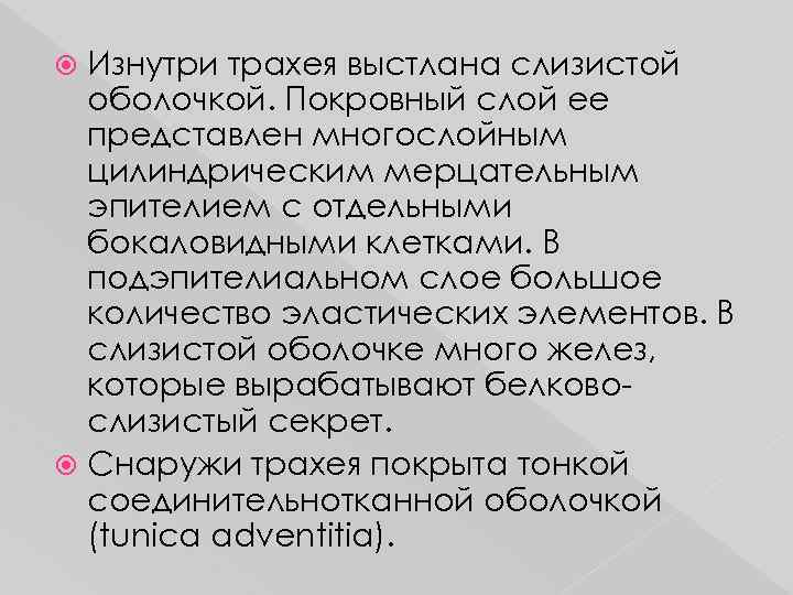 Изнутри трахея выстлана слизистой оболочкой. Покровный слой ее представлен многослойным цилиндрическим мерцательным эпителием с