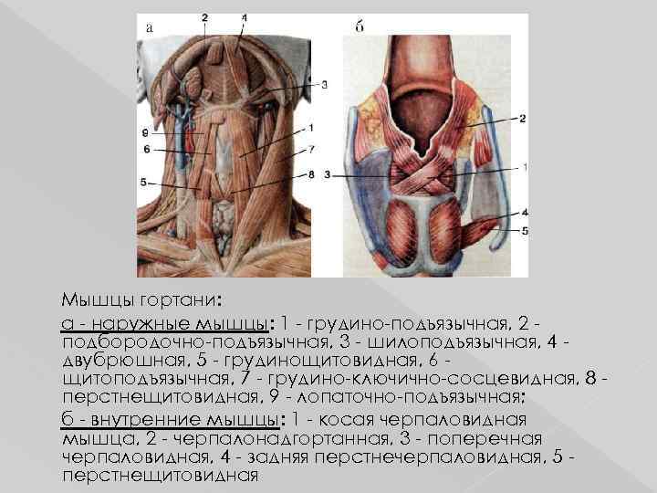 Мышцы гортани: а - наружные мышцы: 1 - грудино-подъязычная, 2 подбородочно-подъязычная, 3 - шилоподъязычная,