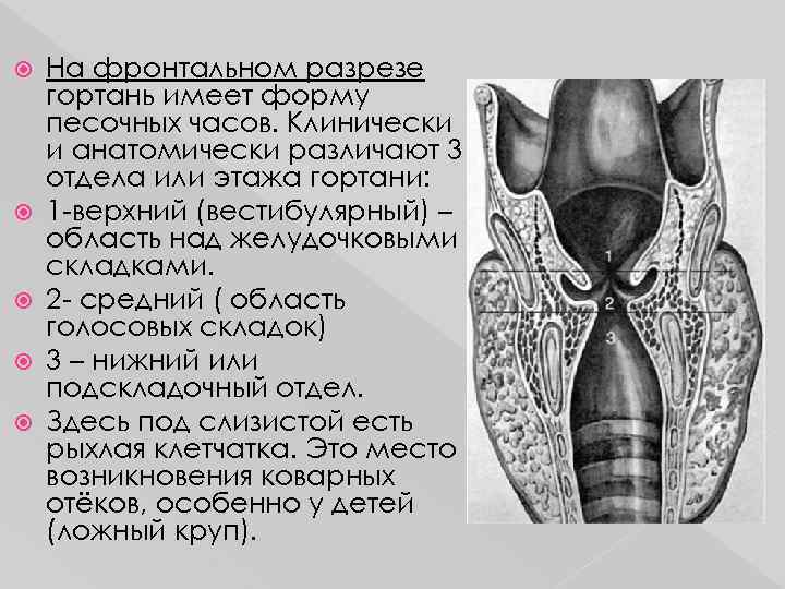  На фронтальном разрезе гортань имеет форму песочных часов. Клинически и анатомически различают 3