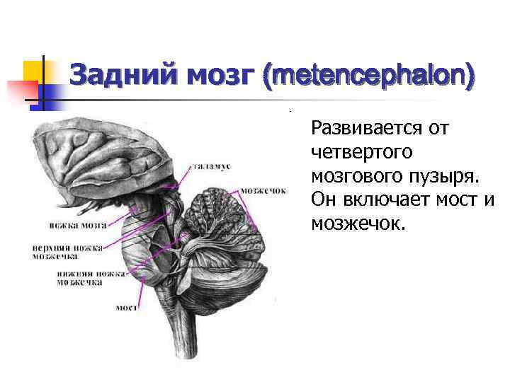 Что входит в состав заднего мозга
