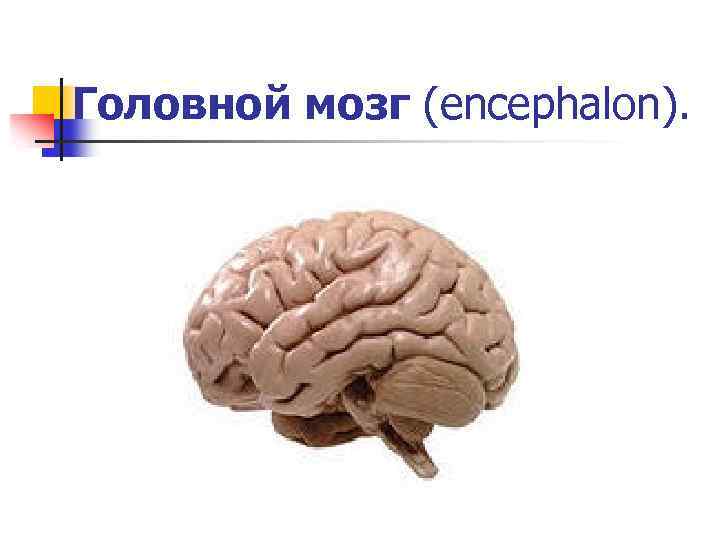 Головной мозг (encephalon). 