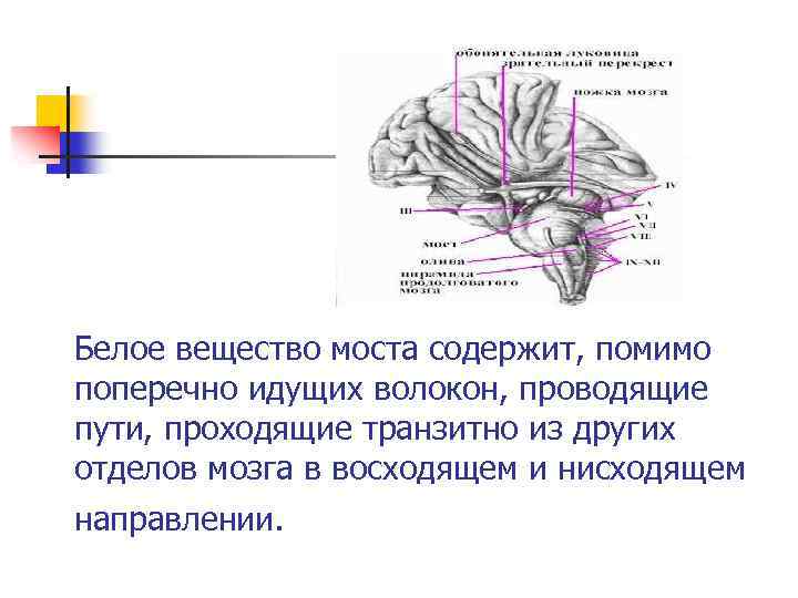 Белое вещество моста содержит, помимо поперечно идущих волокон, проводящие пути, проходящие транзитно из других