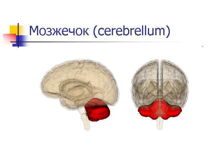 Мозжечок (cerebrellum) 