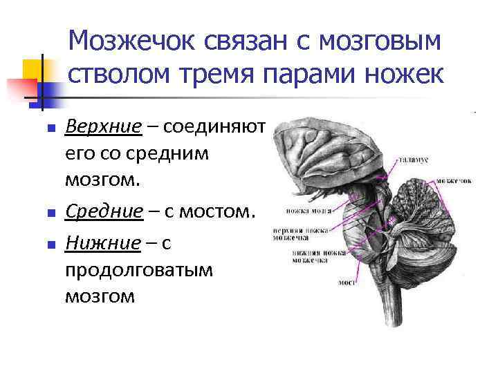 Ствол головного мозга презентация