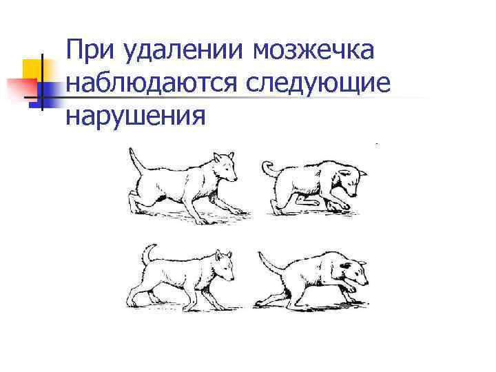 При удалении мозжечка наблюдаются следующие нарушения 