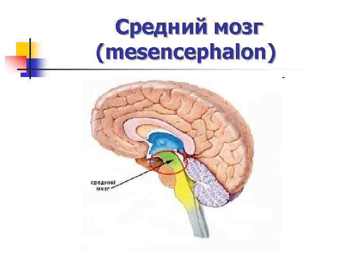Средний мозг (mesencephalon) 