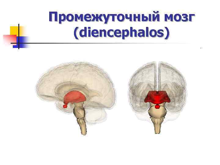 Промежуточный мозг (diencephalos) 