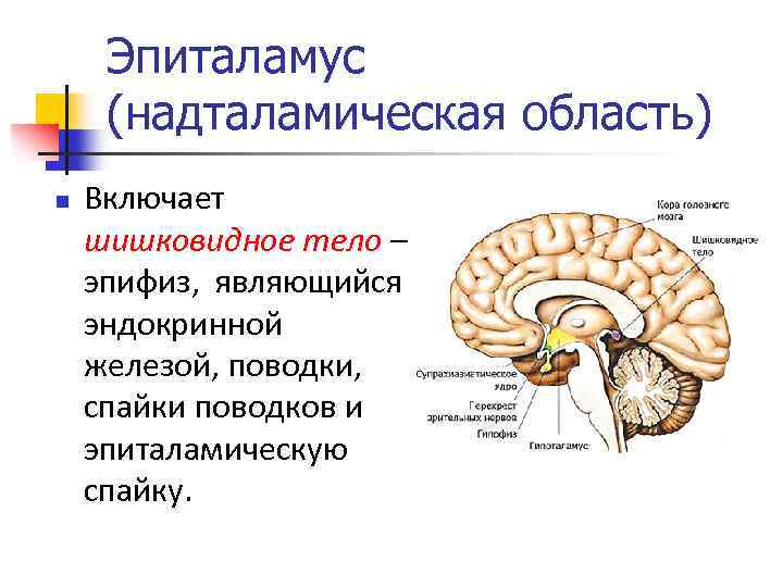 Гипофиз и эпифиз на рисунке отмечены цифрой