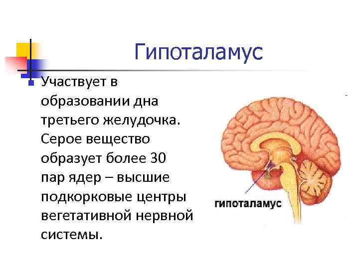 Гипоталамус. Подкорковые центры гипоталамус. Гипоталамус участвует в образовании дна. Гипоталамус за что отвечает. Гипоталамус отдел промежуточного мозга участвующий в.