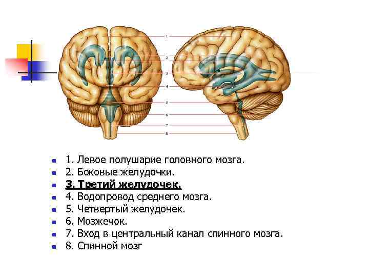 n n n n 1. Левое полушарие головного мозга. 2. Боковые желудочки. 3. Третий