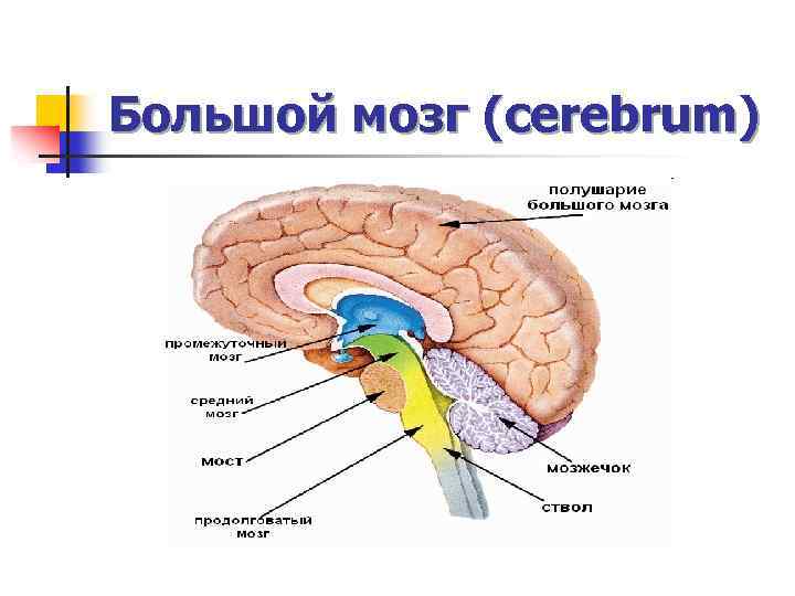 Головной мозг анатомия картинки