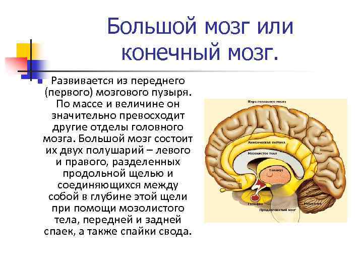 Большой мозг или конечный мозг. n Развивается из переднего (первого) мозгового пузыря. По массе