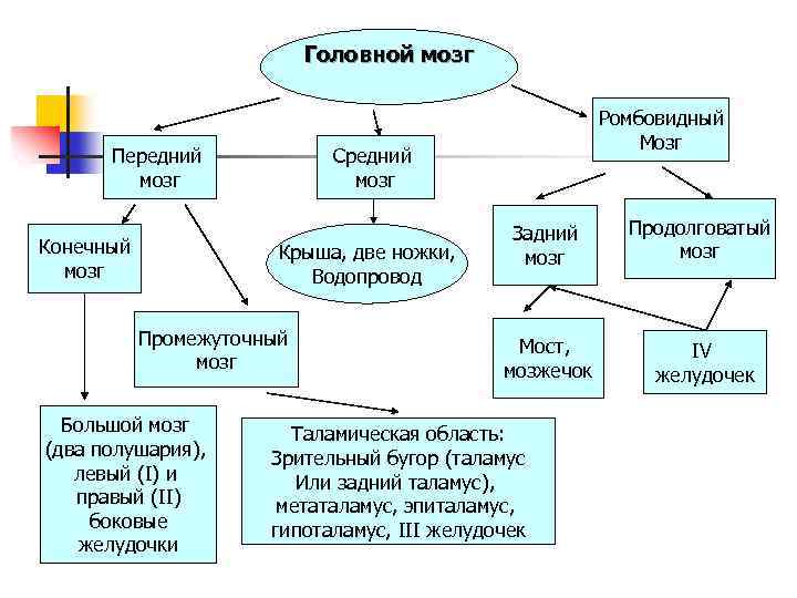 Головной мозг Передний мозг Конечный мозг Средний мозг Крыша, две ножки, Водопровод Промежуточный мозг