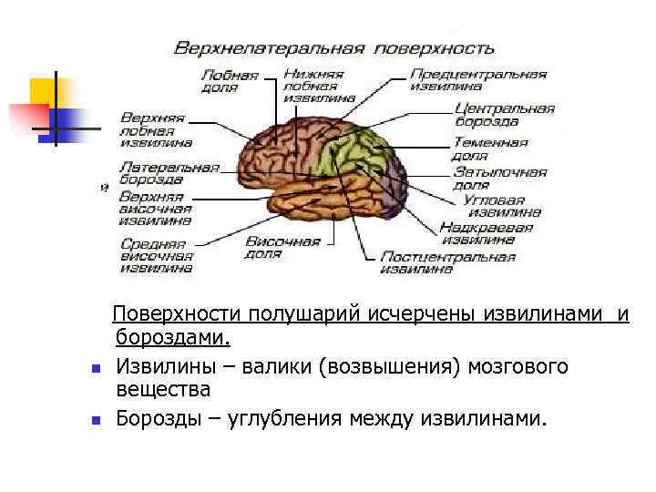 n n Поверхности полушарий исчерчены извилинами и бороздами. Извилины – валики (возвышения) мозгового вещества